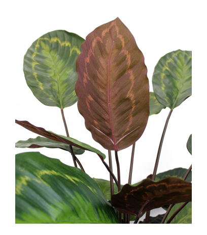 Calathea artificiel rosea picta