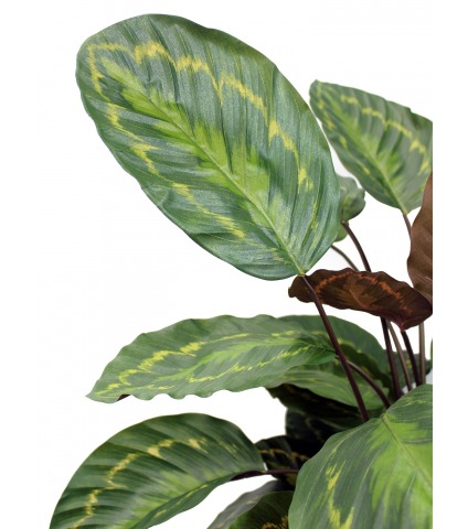 Calathea artificiel rosea picta
