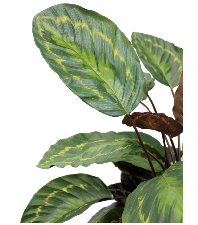 Calathea artificiel rosea picta
