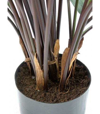 Calathea artificiel rosea picta