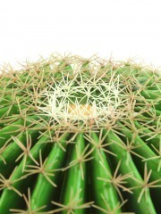 Échinocactus artificiel