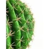 Échinocactus artificiel