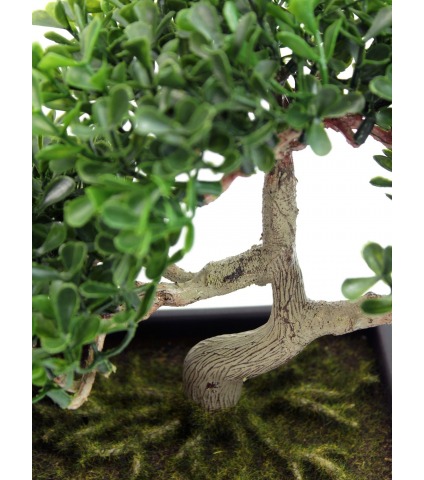 Bonsaï arbre à thé