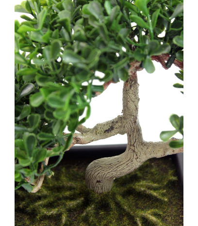 Bonsaï arbre à thé