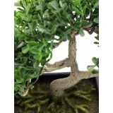 Magnifique Bonsai artificiel Arbre à Thé H 23 cm 98 feuilles du
