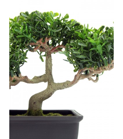 Bonsaï arbre à thé