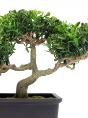Bonsaï artificiel arbre à thé 22 cm - Bonsaïs artificiels - Artiplantes