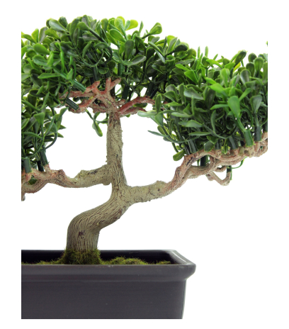 Bonsaï arbre à thé