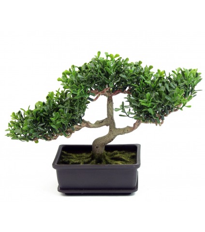 Bonsaï arbre à thé