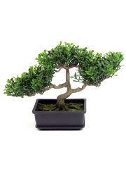 Bonsaï arbre à thé