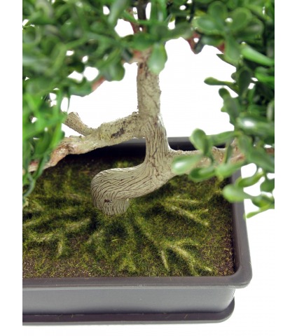 Bonsaï arbre à thé