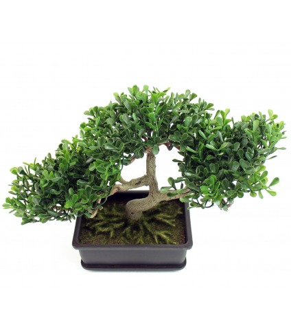 Bonsaï arbre à thé