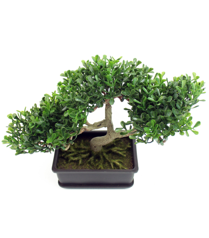 Bonsaï arbre à thé