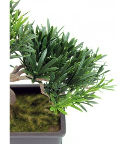 Bonsai podocarpus mini