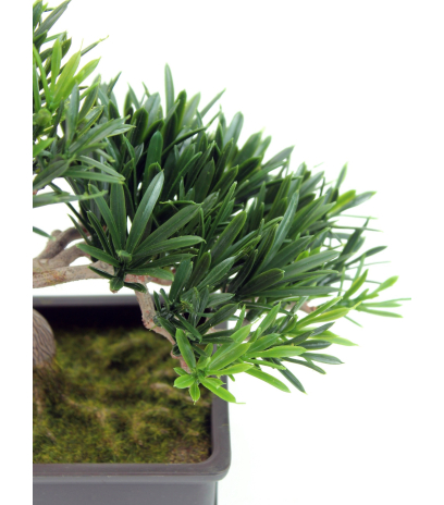 Bonsai podocarpus mini