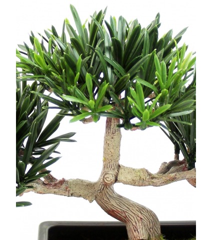 Bonsai podocarpus mini