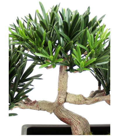 Bonsai podocarpus mini