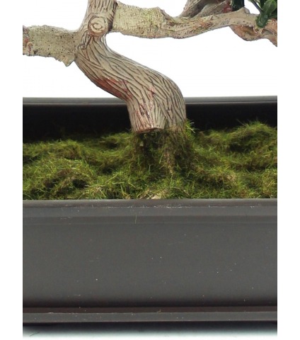 Bonsai podocarpus mini