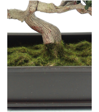 Bonsai podocarpus mini