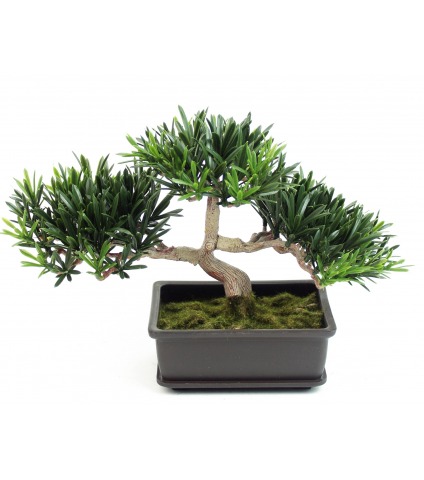 Bonsai podocarpus mini