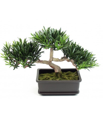 Bonsai podocarpus mini