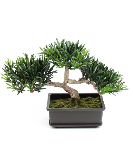 Bonsai podocarpus mini