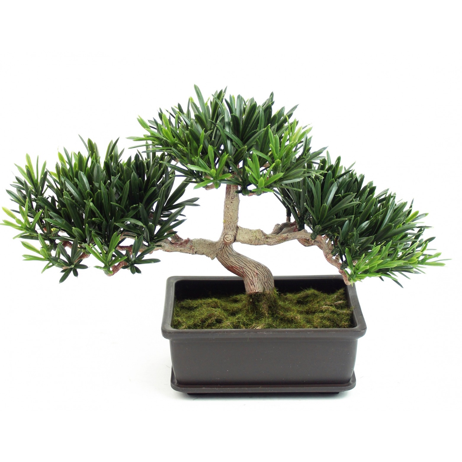 Bonsai podocarpus mini