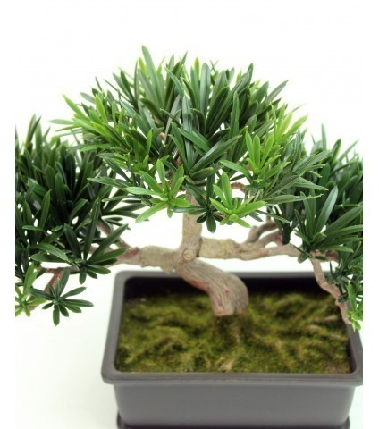 Bonsai podocarpus mini