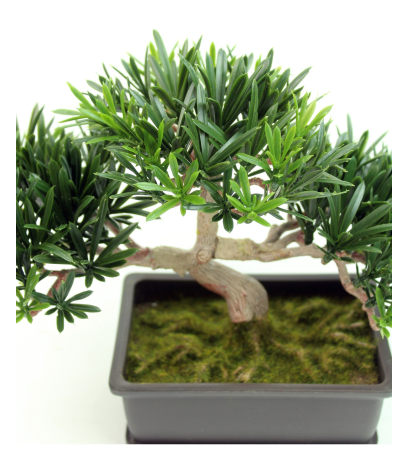 Bonsai podocarpus mini