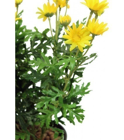 Marguerite artificielle