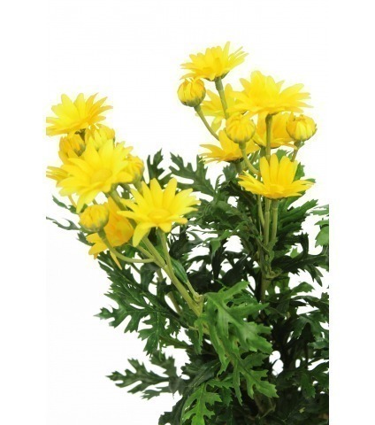 Marguerite artificielle