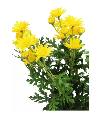Marguerite artificielle