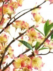 Cerisier artificiel blanc et rose