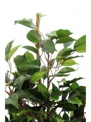 Ficus artificiel natasja