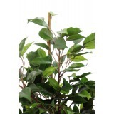 Ficus artificiel natasja