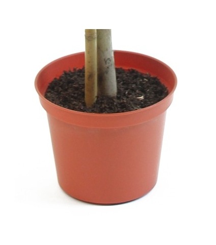 Ficus artificiel natasja