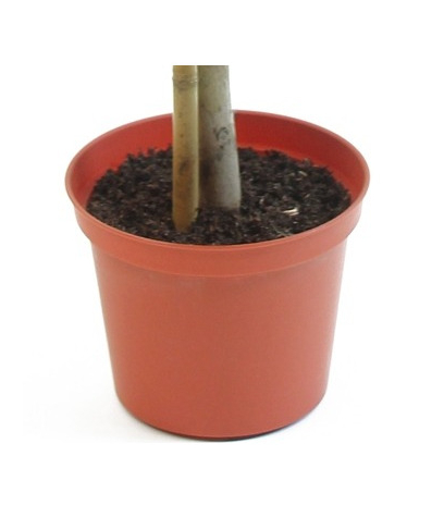 Ficus artificiel natasja