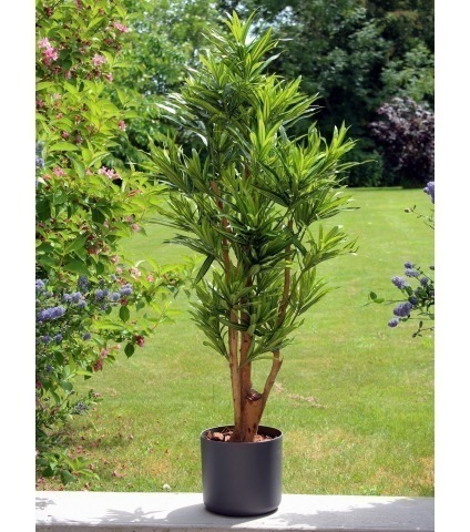 Dracena reflexa artificiel