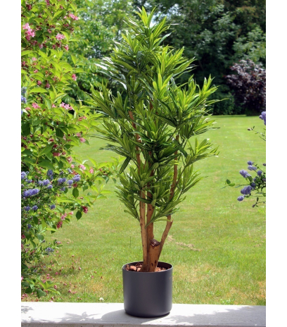 Dracena reflexa artificiel