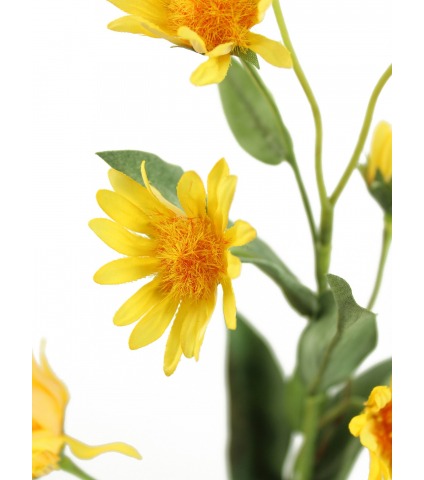 Aster artificiel jaune