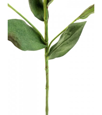 Aster artificiel jaune