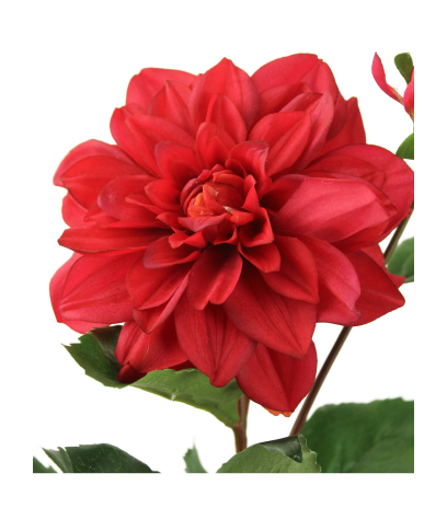 Dahlia artificiel rubis