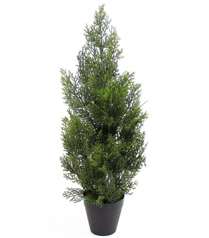 Thuya artificiel