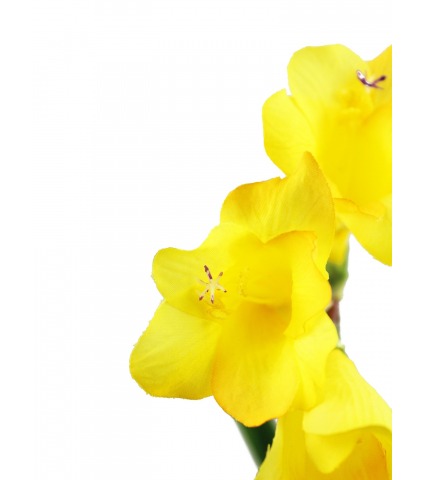 Freesia artificiel jaune