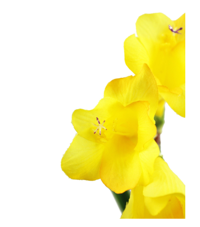 Freesia artificiel jaune