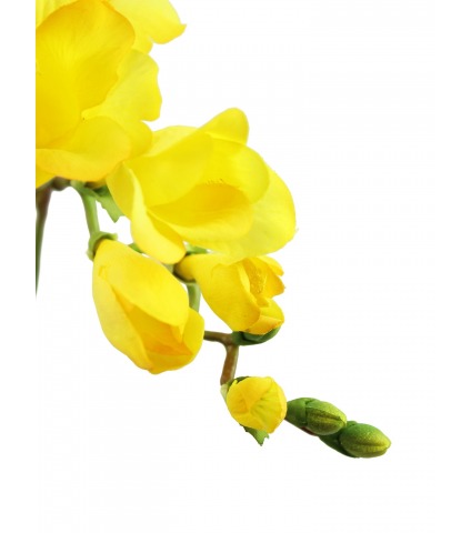 Freesia artificiel jaune