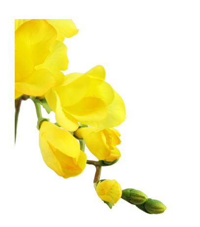Freesia artificiel jaune