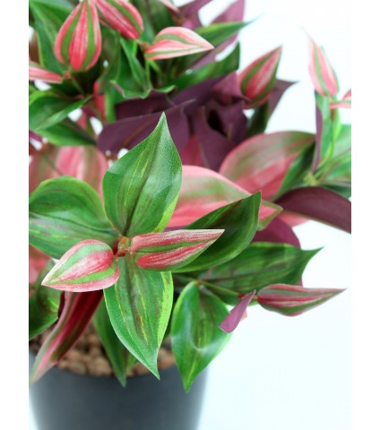Tradescantia rouge et vert