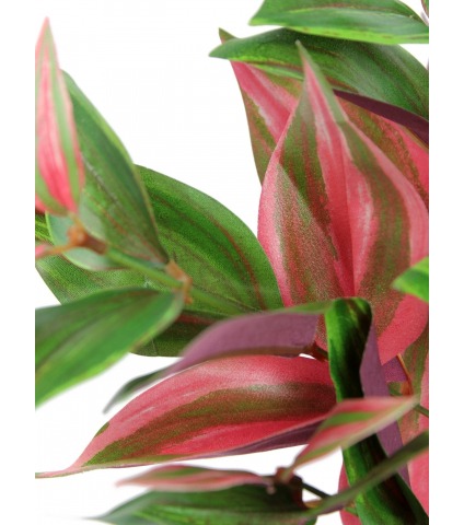 Tradescantia rouge et vert