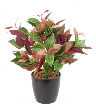 Tradescantia rouge et vert